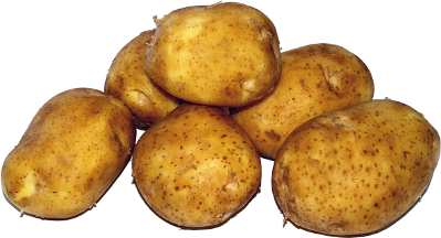 Kartoffelproduktion